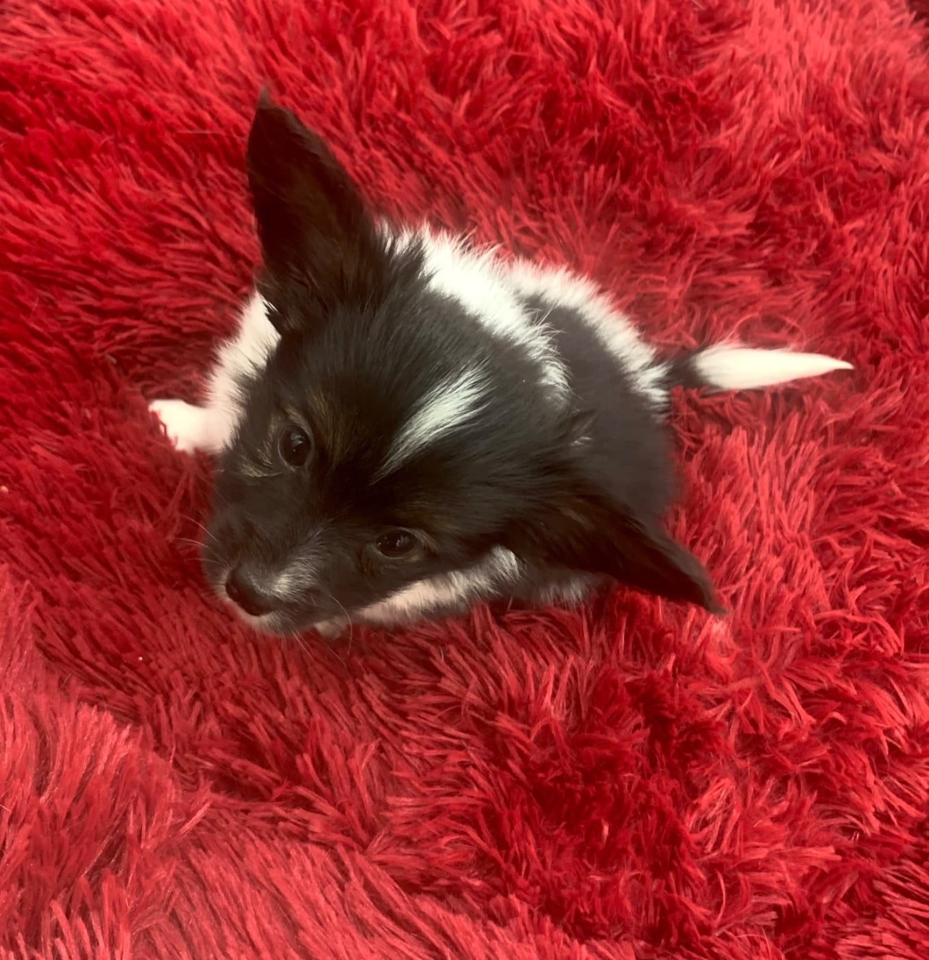 Epagneul nain Continental (Papillon) - Du Royaume De Ti Ni Ro