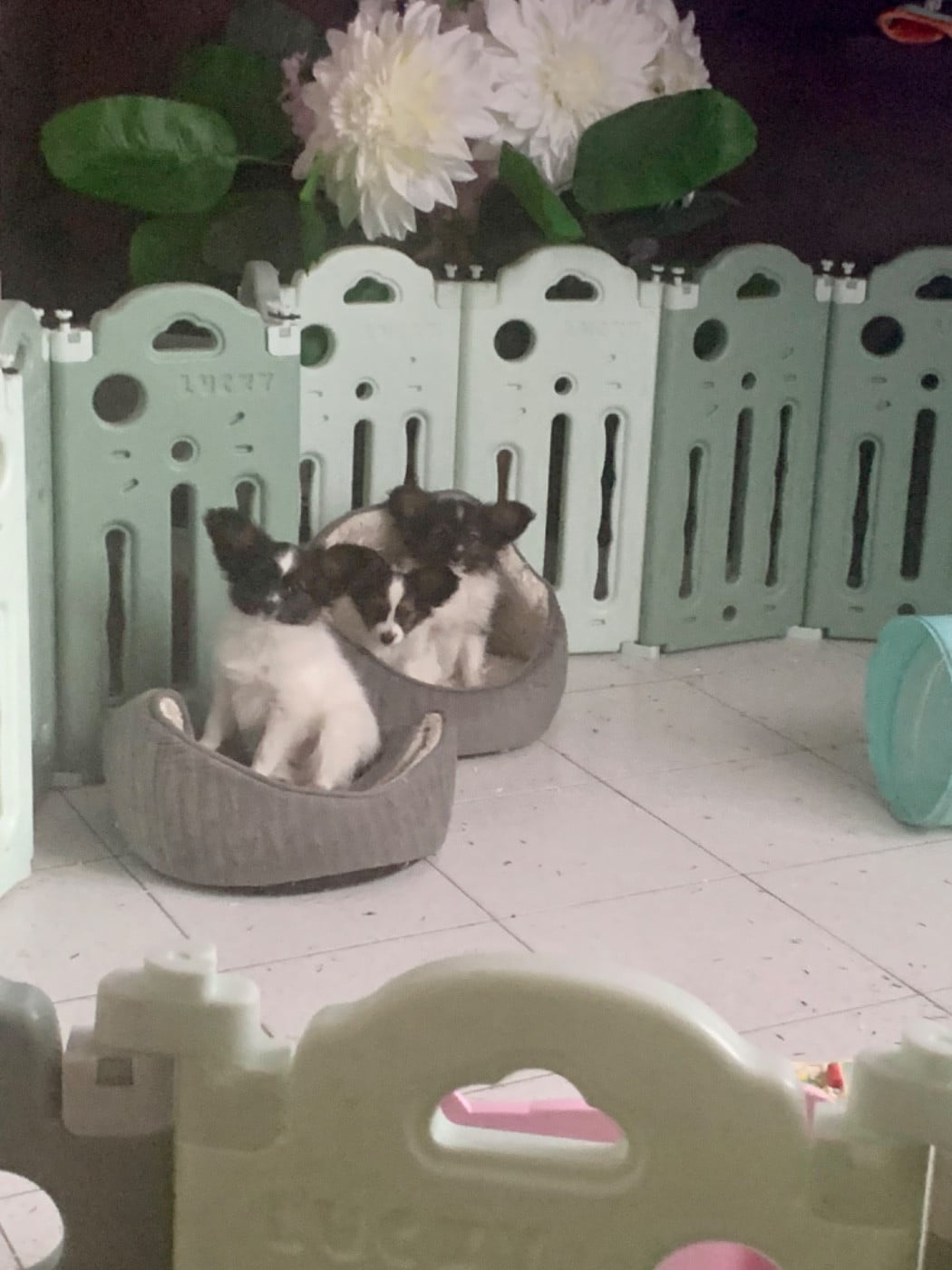 Epagneul nain Continental (Papillon) - Du Royaume De Ti Ni Ro