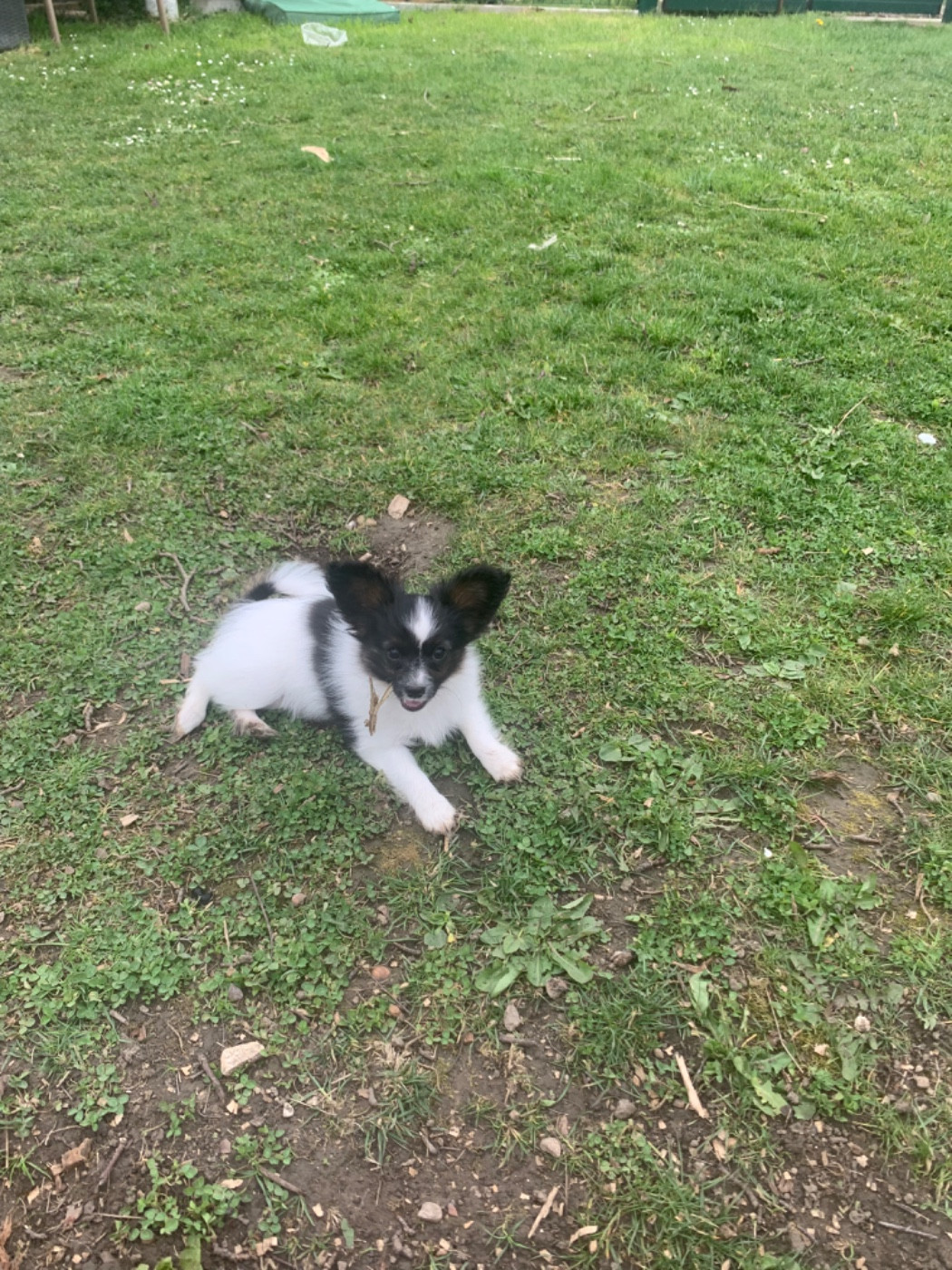 Epagneul nain Continental (Papillon) - Du Royaume De Ti Ni Ro