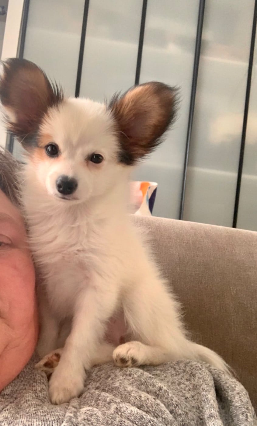 Epagneul nain Continental (Papillon) - Du Royaume De Ti Ni Ro