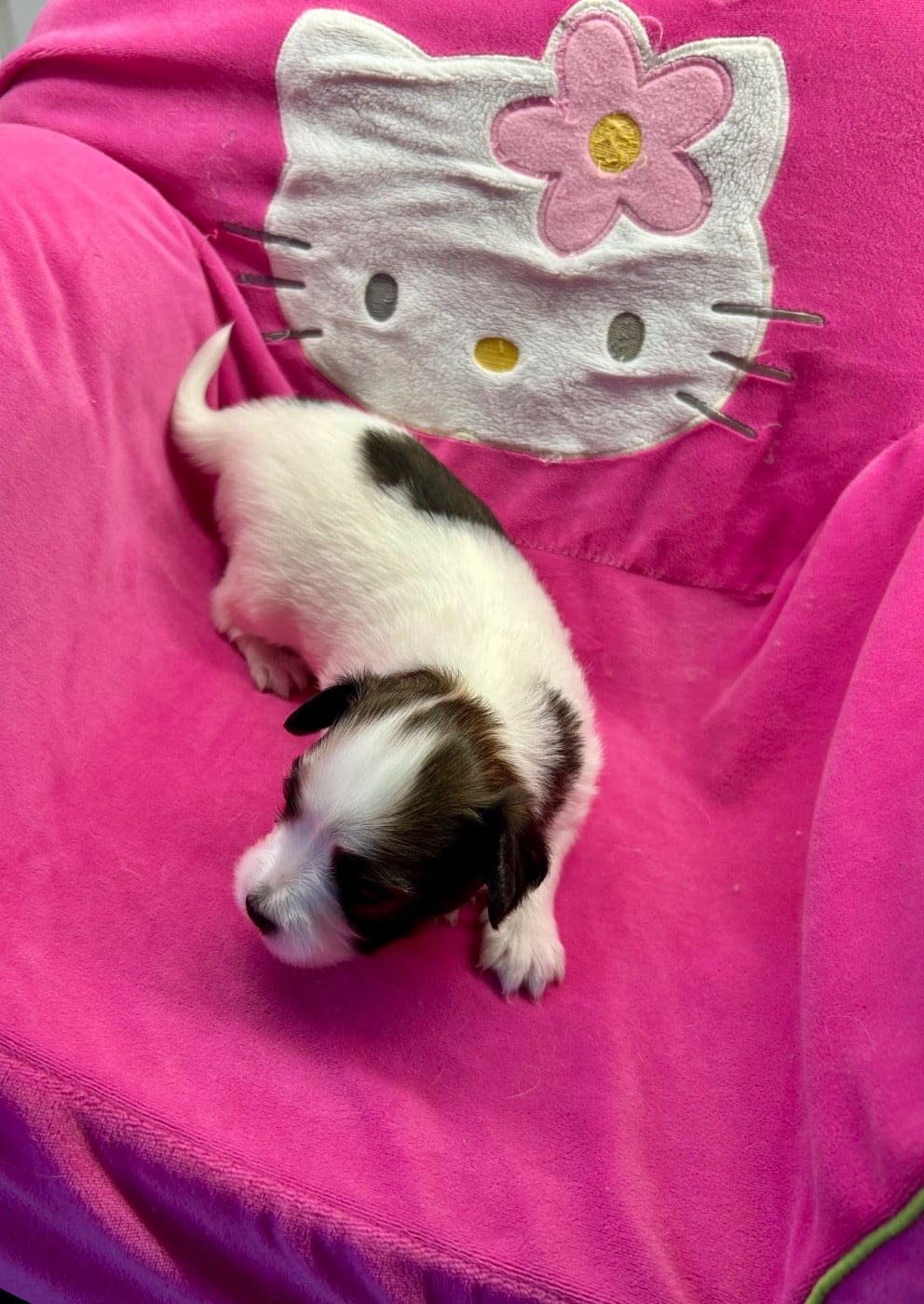 chiot 1 fauve tricolore