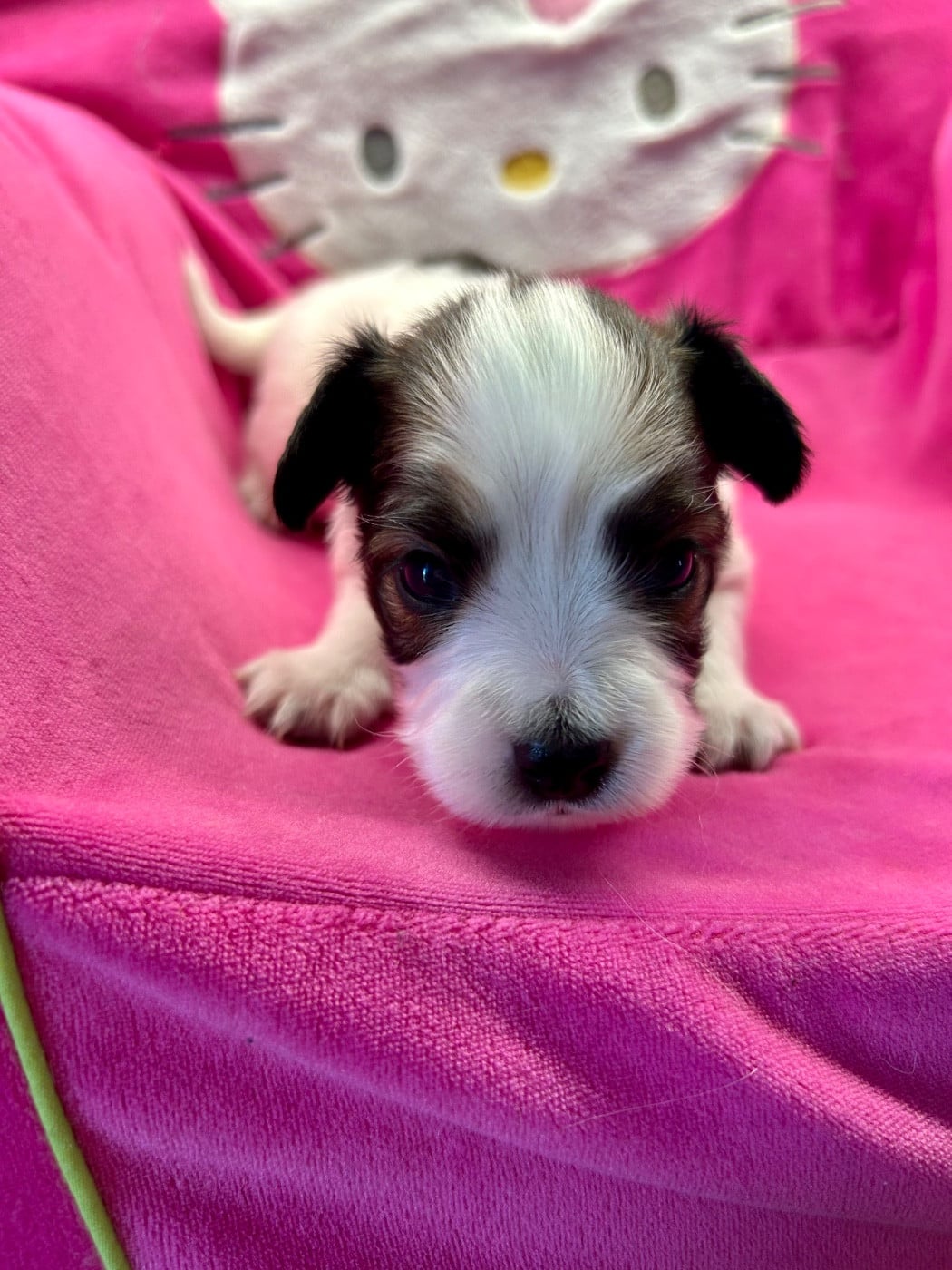 chiot 1 fauve tricolore