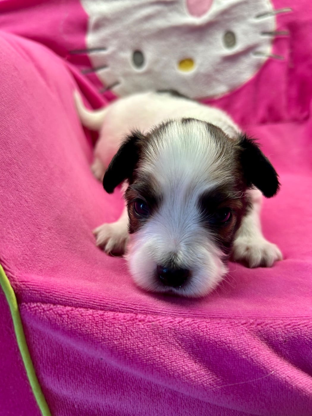 chiot 1 fauve tricolore