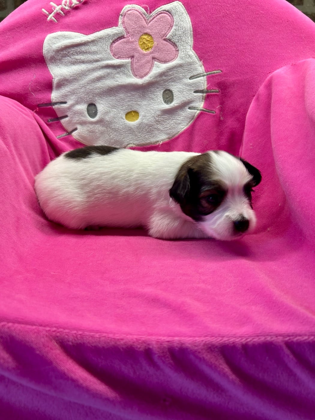 chiot 1 fauve tricolore