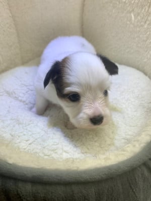 Les chiots de Epagneul nain Continental (Papillon)