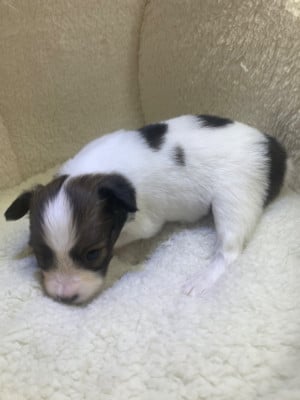 Les chiots de Epagneul nain Continental (Papillon)
