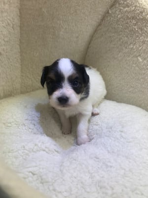Les chiots de Epagneul nain Continental (Papillon)