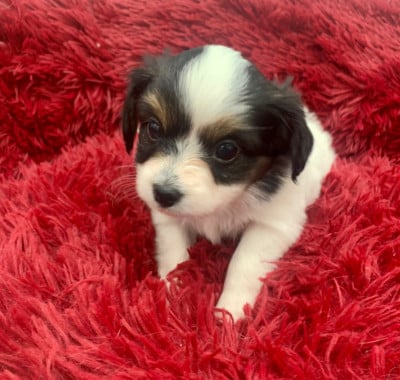 Les chiots de Epagneul nain Continental (Papillon)