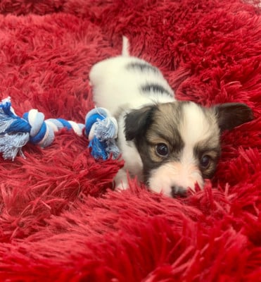 Les chiots de Epagneul nain Continental (Papillon)