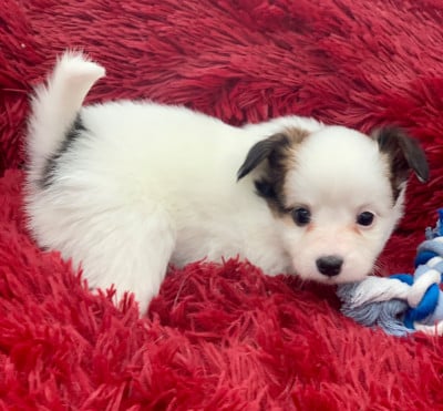 Les chiots de Epagneul nain Continental (Papillon)