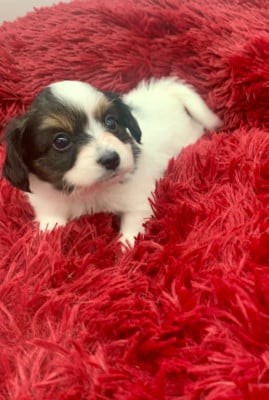 Les chiots de Epagneul nain Continental (Papillon)