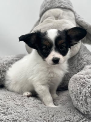 Les chiots de Epagneul nain Continental (Papillon)