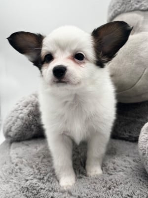 Les chiots de Epagneul nain Continental (Papillon)