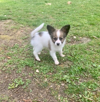Les chiots de Epagneul nain Continental (Papillon)