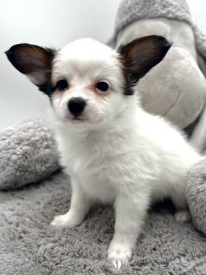 Les chiots de Epagneul nain Continental (Papillon)