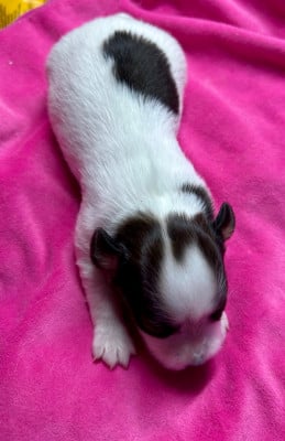 Les chiots de Epagneul nain Continental (Papillon)