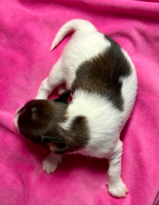 Les chiots de Epagneul nain Continental (Papillon)