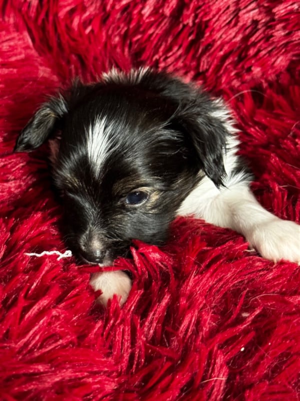 Epagneul nain Continental (Papillon) - Du Royaume De Ti Ni Ro