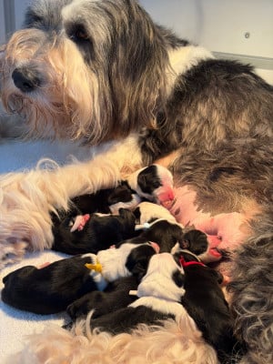 Les chiots de Bearded Collie