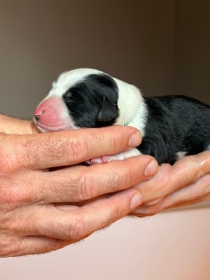 Les chiots de Bearded Collie