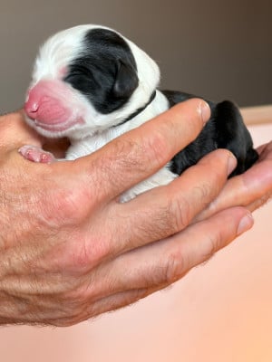 Les chiots de Bearded Collie