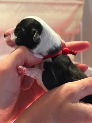 Les chiots de Bearded Collie