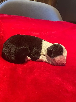 Bearded Collie - de Saint Prixe