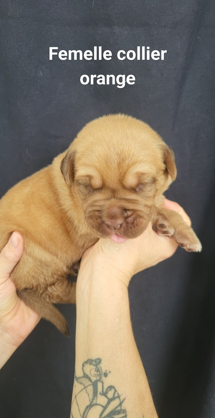 CHIOT 5 - Dogue de Bordeaux