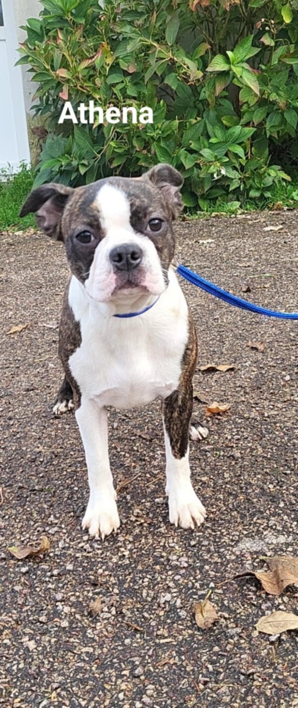 Boston Terrier - De L'Etoile Filante De Gaïa