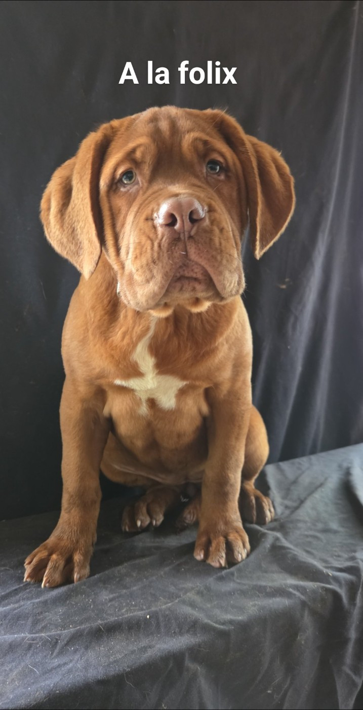 A la folix - Dogue de Bordeaux