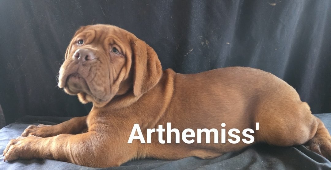 Arthemiss - Dogue de Bordeaux