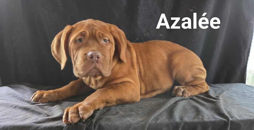 Azalée - Dogue de Bordeaux