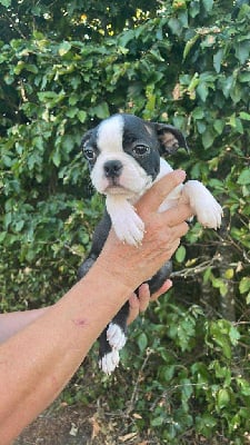 Les chiots de Boston Terrier