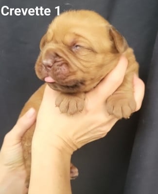 Les chiots de Dogue de Bordeaux