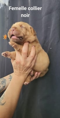 Les chiots de Dogue de Bordeaux