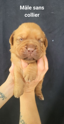 Les chiots de Dogue de Bordeaux
