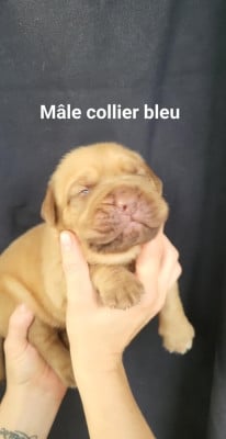 Les chiots de Dogue de Bordeaux