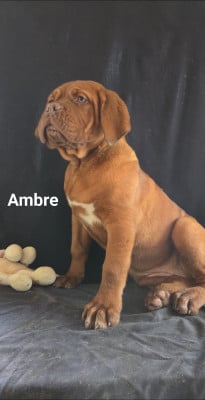 Les chiots de Dogue de Bordeaux