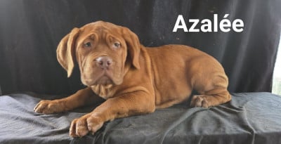 Les chiots de Dogue de Bordeaux