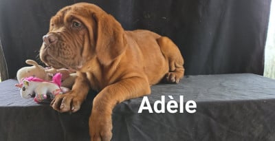 Les chiots de Dogue de Bordeaux