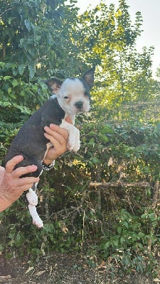 Les chiots de Boston Terrier