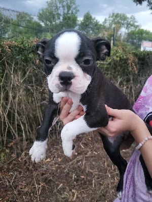 Les chiots de Boston Terrier