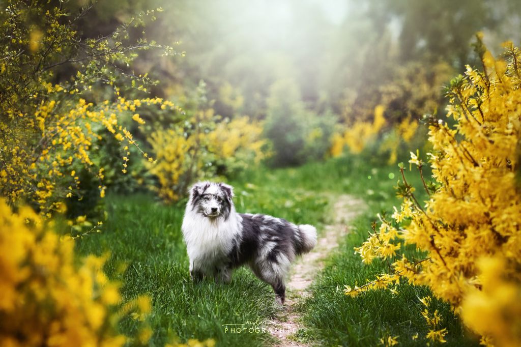 Publication : Spirit Little Red Tree Auteur : Spirit Little Red Tree