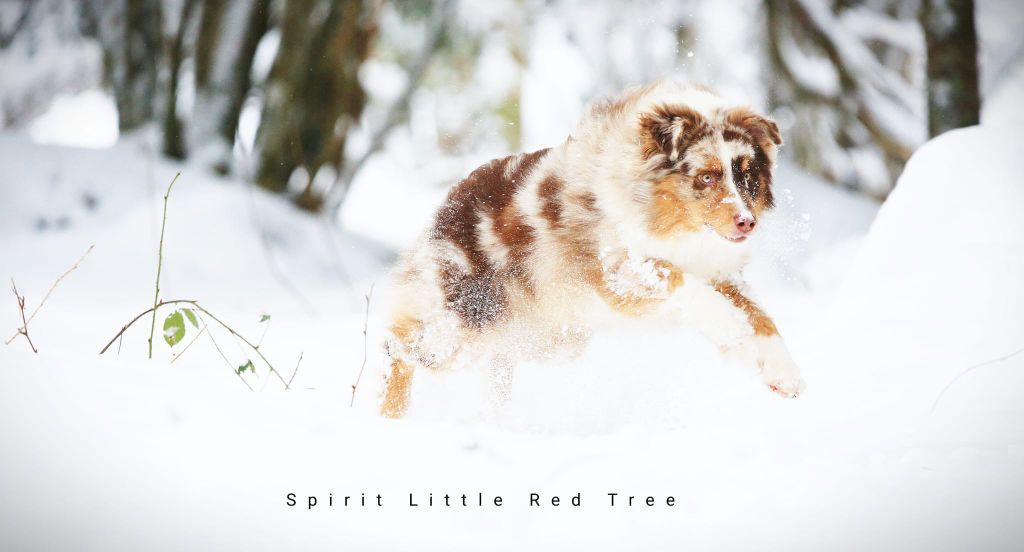 Tribu sioux shappa Spirit Little Red Tree