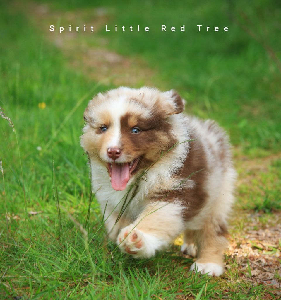 Tribu sioux shappa Spirit Little Red Tree