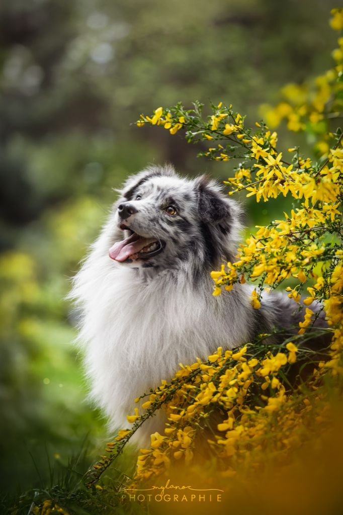 Publication : Spirit Little Red Tree Auteur : Spirit Little Red Tree