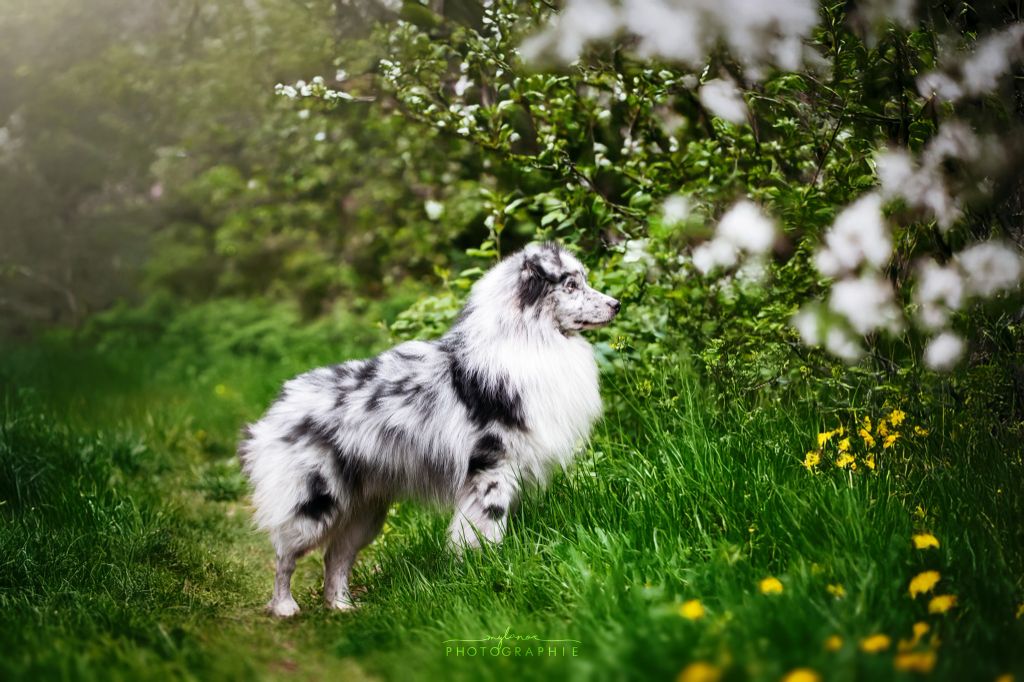 Publication : Spirit Little Red Tree Auteur : Spirit Little Red Tree