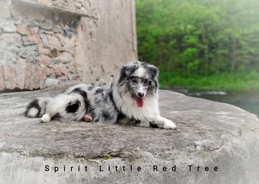 Tahti alnair blue Spirit Little Red Tree