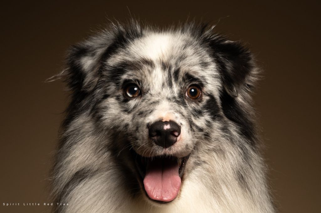 Publication : Spirit Little Red Tree Auteur : Spirit Little Red Tree