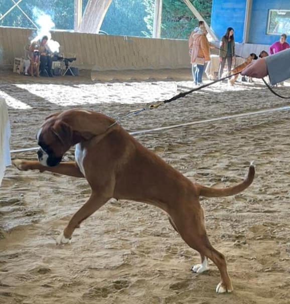 Vaiana Des Gardiens De Chami